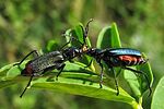 malachius-bipustulatus-balz3-foto-wmueller