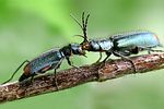 malachius-bipustulatus-couple-foto-kammel