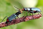malachius-bipustulatus-couple2-foto-kammel