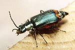 malachius-bipustulatus-foto-faasen