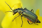 malachius-bipustulatus-foto-fgrose