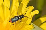 malachius-bipustulatus-foto-goebel-berggold