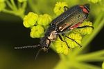 malachius-bipustulatus-foto-suvak
