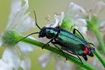 malachius-bipustulatus-foto-swadzba