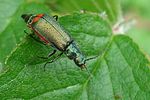 malachius-bipustulatus-foto-umueller