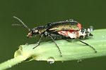malachius-bipustulatus-foto-weisenboehler