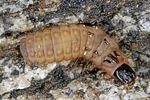 malachius-bipustulatus-larva2-foto-altmann