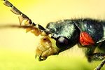 malachius-bipustulatus-maledetail-foto-coelho