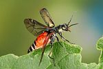 malachius-bipustulatus-start-foto-altmann