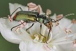 malachius-bipustulatus3-foto-koehler