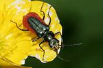 malachius-rubidus-foto-rindlisbacher