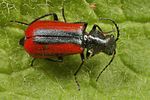 malachius-rubidus2-foto-koehler