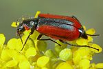 malachius-rubidus3-foto-koehler