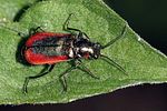 malachius-rubidus4-foto-rindlisbacher