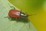 malachius-scutellaris-foto-koehler