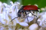 malachius-scutellaris2-foto-koehler