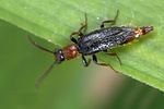 malacogaster-tilloides-foto-martinez