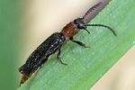 malacogaster-tilloides2-foto-martinez