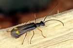 malthinus-biguttatus2-foto-koehler