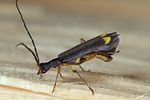 malthinus-biguttatus3-foto-koehler