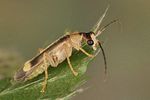malthinus-facialis3-foto-koehler