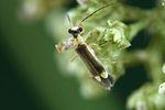malthinus-fasciatus2-foto-weidlich