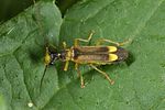 malthinus-flaveolus-foto-altmann