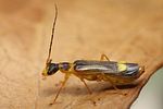 malthinus-flaveolus-foto-weisenboehler