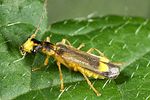 malthinus-flaveolus2-foto-altmann