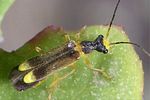 malthinus-flaveolus3-foto-weidlich