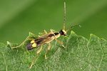 malthinus-glabellus-foto-koehler