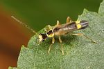 malthinus-glabellus2-foto-koehler