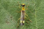 malthinus-punctatus2-foto-koehler