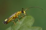 malthinus-punctatus3-foto-koehler