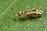 malthinus-seriepunctatus-foto-koehler
