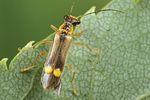 malthinus-seriepunctatus2-foto-koehler
