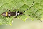 malthodes-dispar-foto-koehler