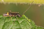 malthodes-dispar2-foto-koehler