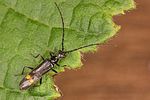 malthodes-dispar3-foto-koehler