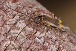 malthodes-fuscus-foto-koehler