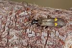 malthodes-fuscus2-foto-koehler
