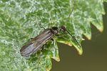 malthodes-hexacanthus-foto-koehler
