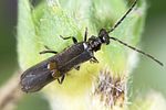 malthodes-hexacanthus-foto-weidlich