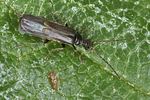 malthodes-hexacanthus2-foto-koehler