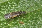 malthodes-hexacanthus3-foto-koehler