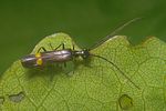 malthodes-marginatus-foto-koehler