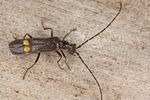 malthodes-maurus-foto-koehler