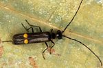 malthodes-maurus-foto-maurer