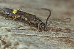 malthodes-maurus2-foto-koehler