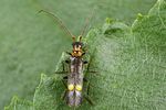 malthodes-minimus-foto-koehler
